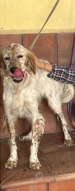 Setter inglese femmina