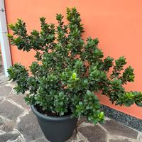 Ficus ginseng