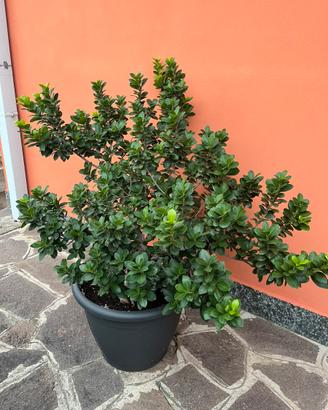 Ficus ginseng