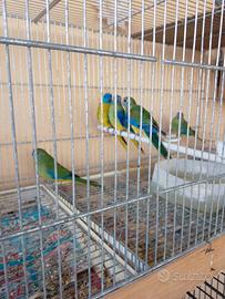 parrocchetto splendido 