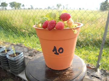 Piante piantine di fragole rosse rifiorenti  Bio !