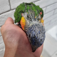 Lori arcobaleno