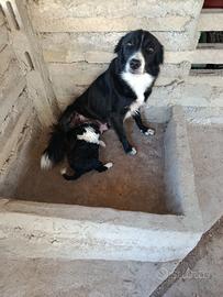 Cucciolo border collie
