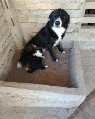 Cucciolo border collie