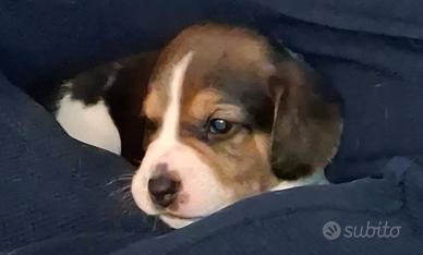 Cuccioli beagle disponibili
