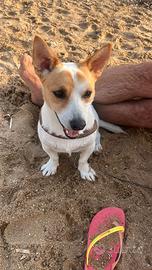 Milo Jack Russell di un anno
