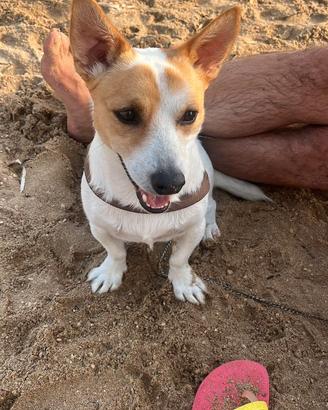 Milo Jack Russell di un anno