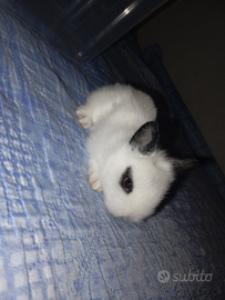 Coniglio testa di leone