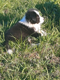 Border collie maschietto