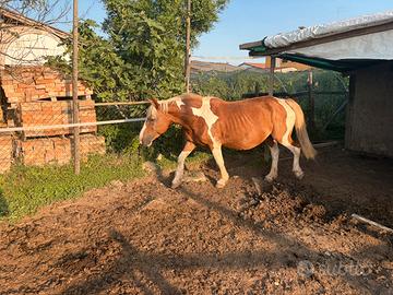 Cavalla pezzata