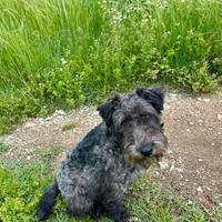 Lakeland terrier