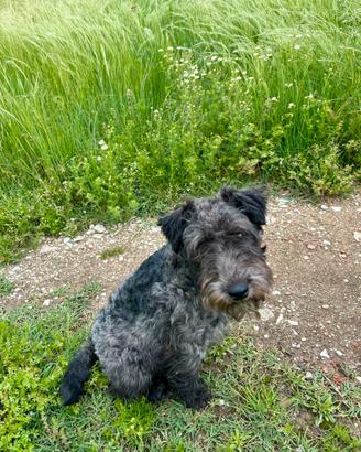 Lakeland terrier