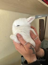 Minilop, coniglio nano