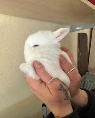 Minilop, coniglio nano