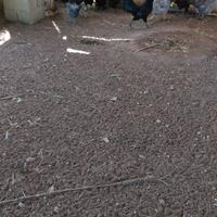 Polli incroci già svezzati