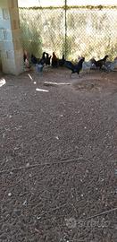 Polli incroci già svezzati