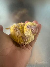 Pappagalli Parrocchetti monaco Pullo imbecco