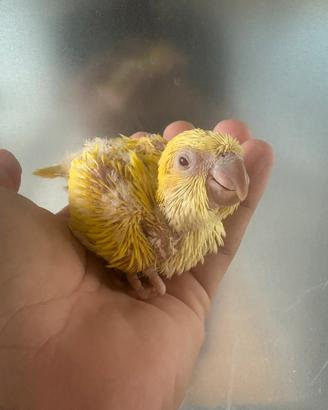 Pappagalli Parrocchetti monaco Pullo imbecco