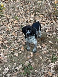 Cucciolo bracco Kurzhaar -Pointer