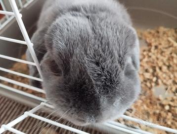 Gigio - Coniglio Ariete Nano Blu Austria ?