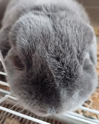 Gigio - Coniglio Ariete Nano Blu Austria ?