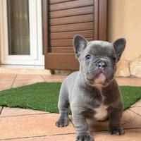 Bulldog francese