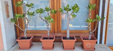Albero di Giada