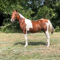 Cavallo CRIOLLO X PAINT