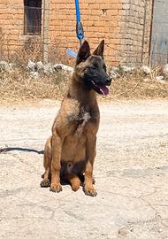 Pastore Belga Malinois