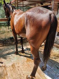 cavallo Castrone  5 anni trottatore  anche da sell