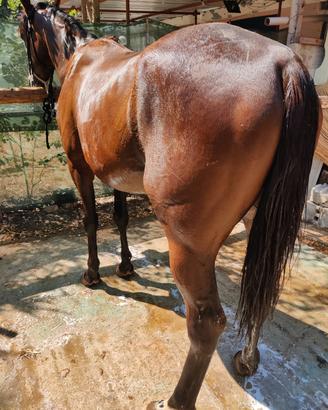 cavallo Castrone  5 anni trottatore  anche da sell