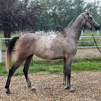 Cavalla araba