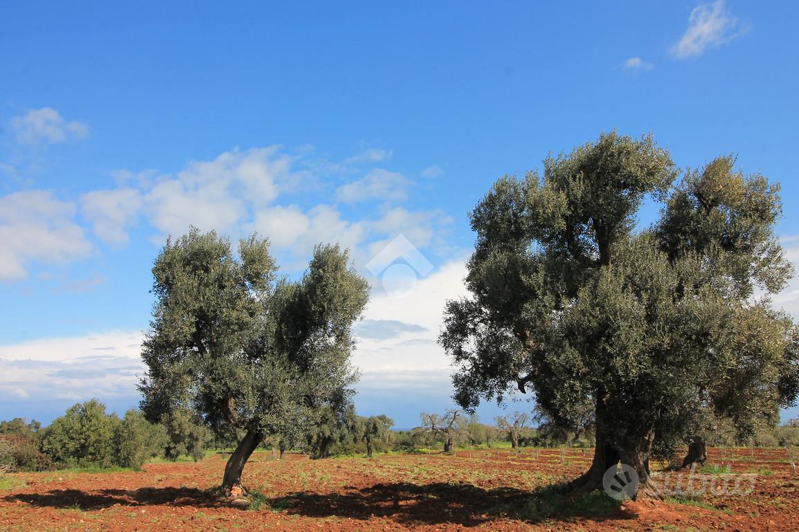 Casa – Ostuni, Brindisi - Vista 2