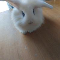 Conigli nani cuccioli
