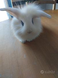 Conigli nani cuccioli