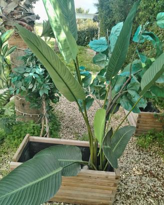piante finte