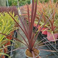 Piante cordyline e phormium