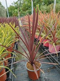 Piante cordyline e phormium