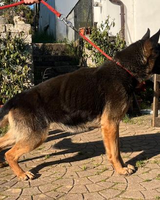 Pastore tedesco femmina 6 anni linea lavoro