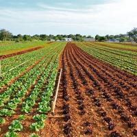 Terreno agricolo in comodato d'uso