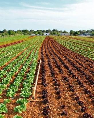 Terreno agricolo in comodato d'uso