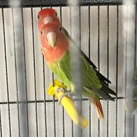 Inseparabili maschio e femmina