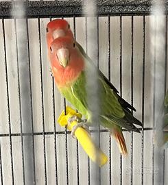 Inseparabili maschio e femmina