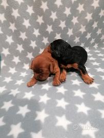 Cavalier King Charles Spaniel cuccioli
