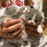 Cuccioli british
