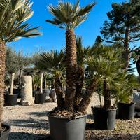 Pianta chamaerops humilis altezza 200/220 cm