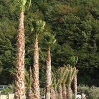 PALME WASHINGTONIA ROBUSTA ESEMPLARI