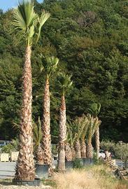 PALME WASHINGTONIA ROBUSTA ESEMPLARI