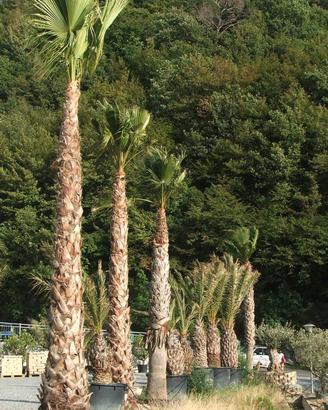 PALME WASHINGTONIA ROBUSTA ESEMPLARI