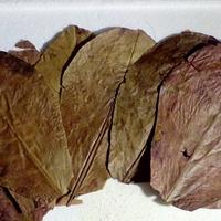4 foglie di catappa per acquario